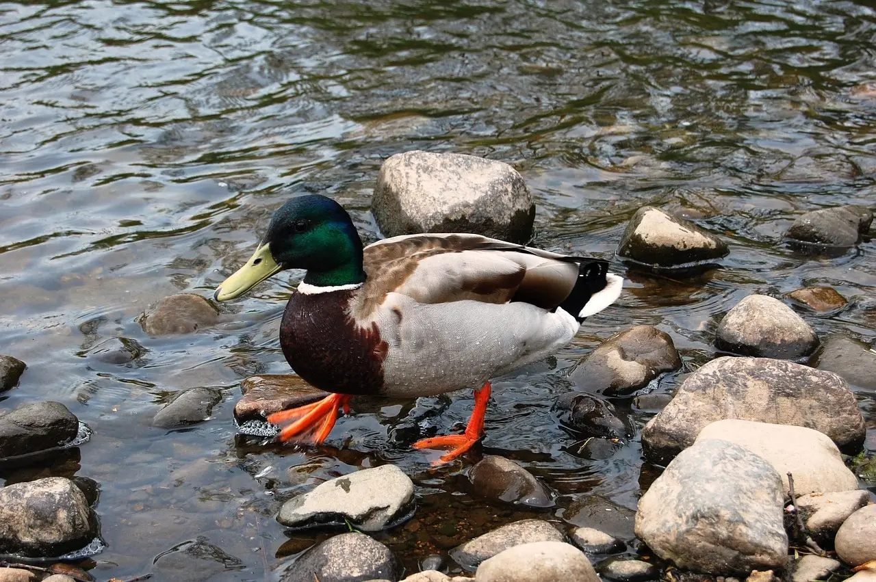 Soldat Krydsord Hjælp